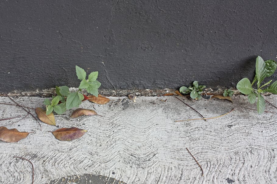urban nature, cement, plant, plant part, leaf, wall - building feature, HD wallpaper