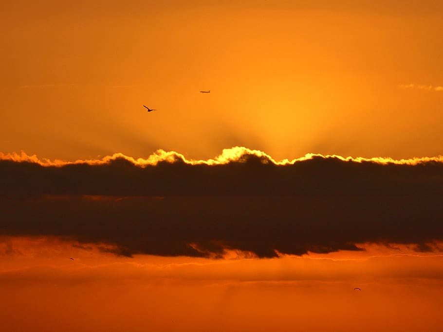 sunrise, nature, sky, mood, clouds, atmosphere, ocean, animal themes HD wallpaper