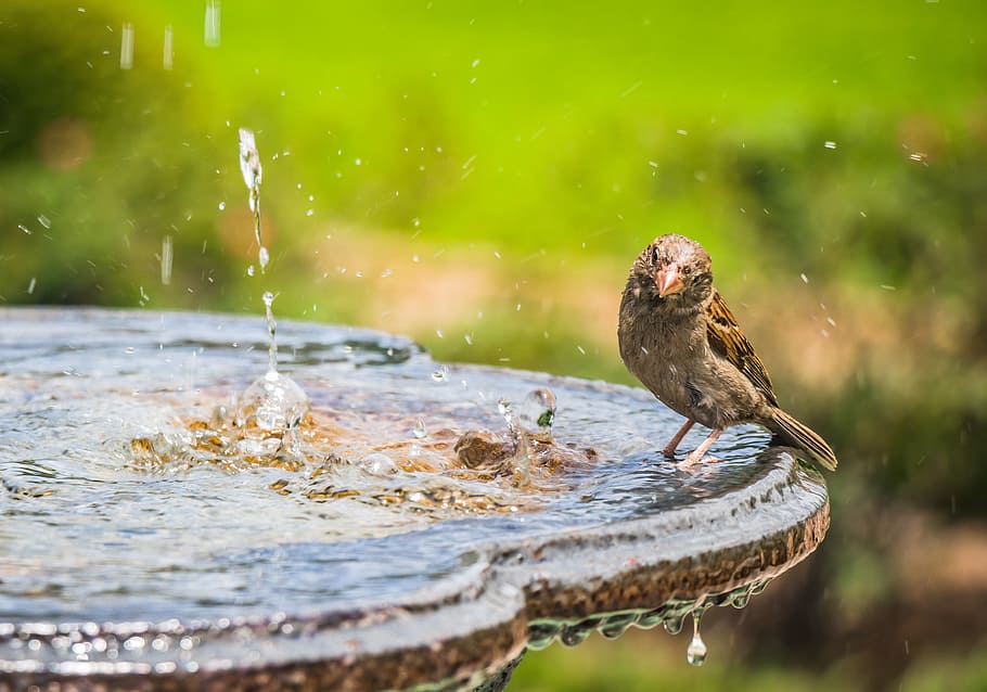 Shallow Focus Photography of Bird Standing on Bird Bath, animal HD wallpaper