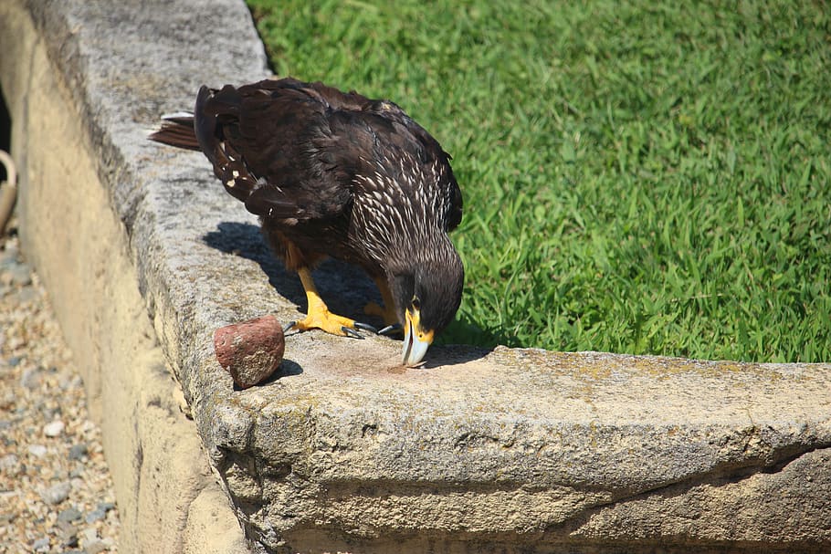 zoo, falcone, bird, raptor, animal, nature, feather, falconry HD wallpaper