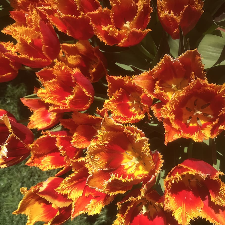 spring, bloom, orange, warm, filoli, plant, beauty in nature HD wallpaper