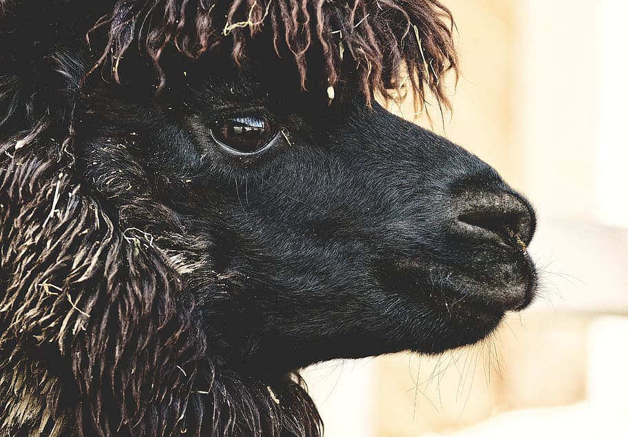 lama, head, black, animals, cute, good aiderbichl, sanctuary HD wallpaper