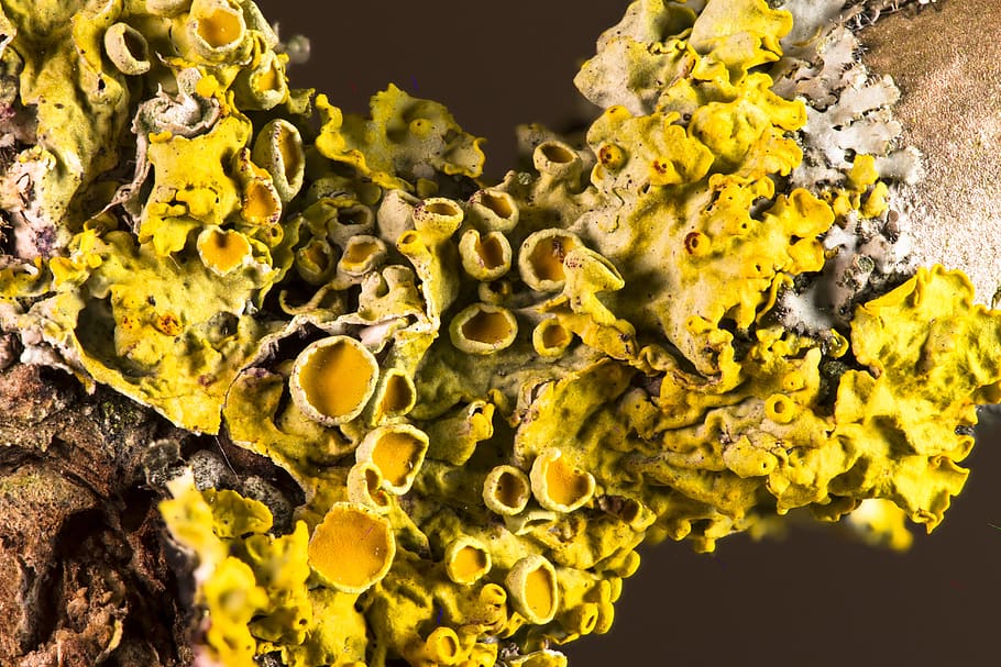 weave, symbiosis, mushroom, algae, fouling, branch, close up, HD wallpaper