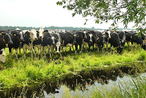 pasture, cows, curious, grass, farm, nature, cattle, browser HD wallpaper