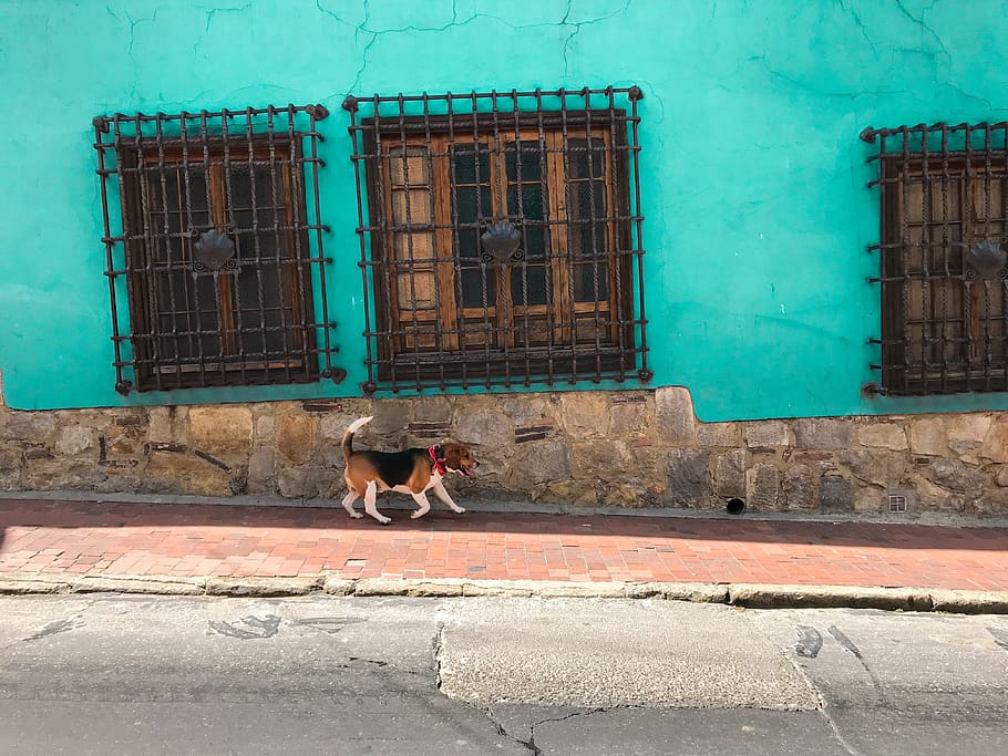 Adult Tri-colored Beagle Walking on Sidewalk Beside Green Concrete Building Across the Street Photo HD wallpaper
