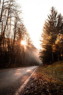 road surrounded with tress, light, flare, asphalt, tarmac, sunlight HD wallpaper