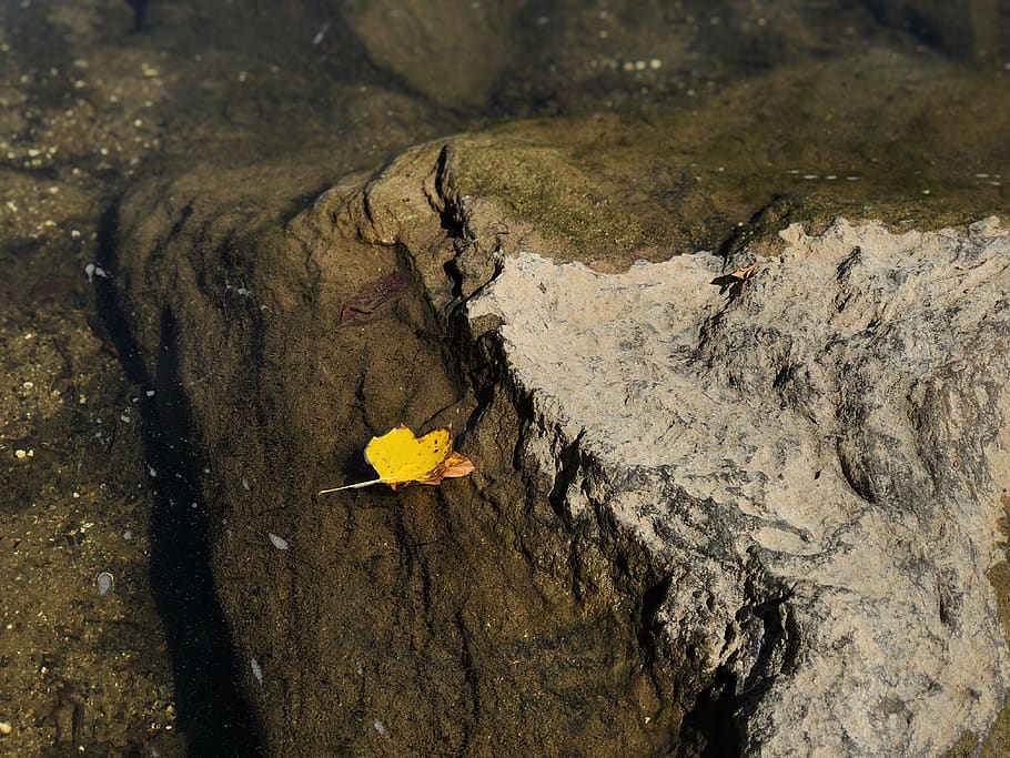 united states, washington, fall, leaf, water, autumn, solitude HD wallpaper