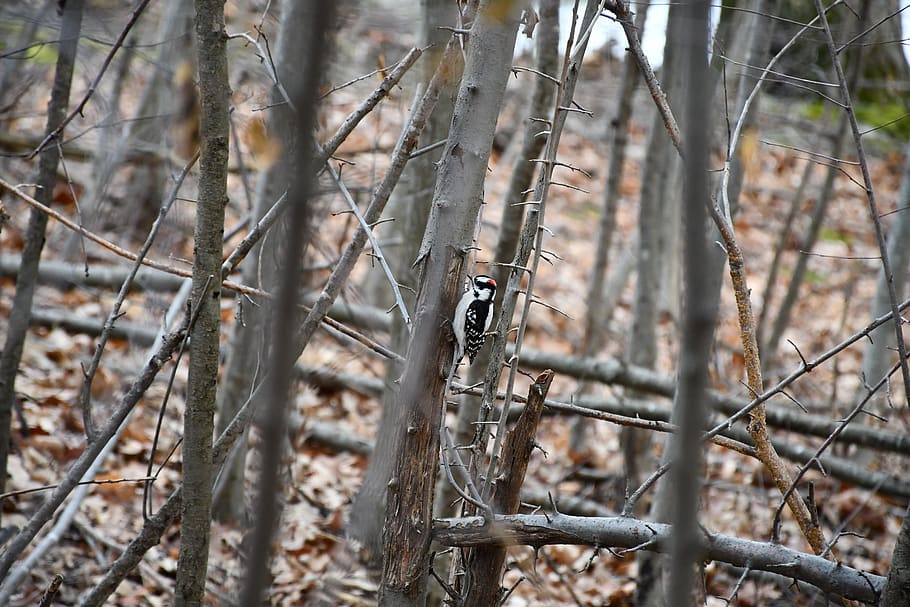 bird, forest, trees, animal, landscape, nature, natural, thrush HD wallpaper