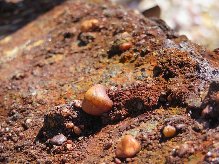 rust, close-up, selective focus, no people, animal wildlife HD wallpaper