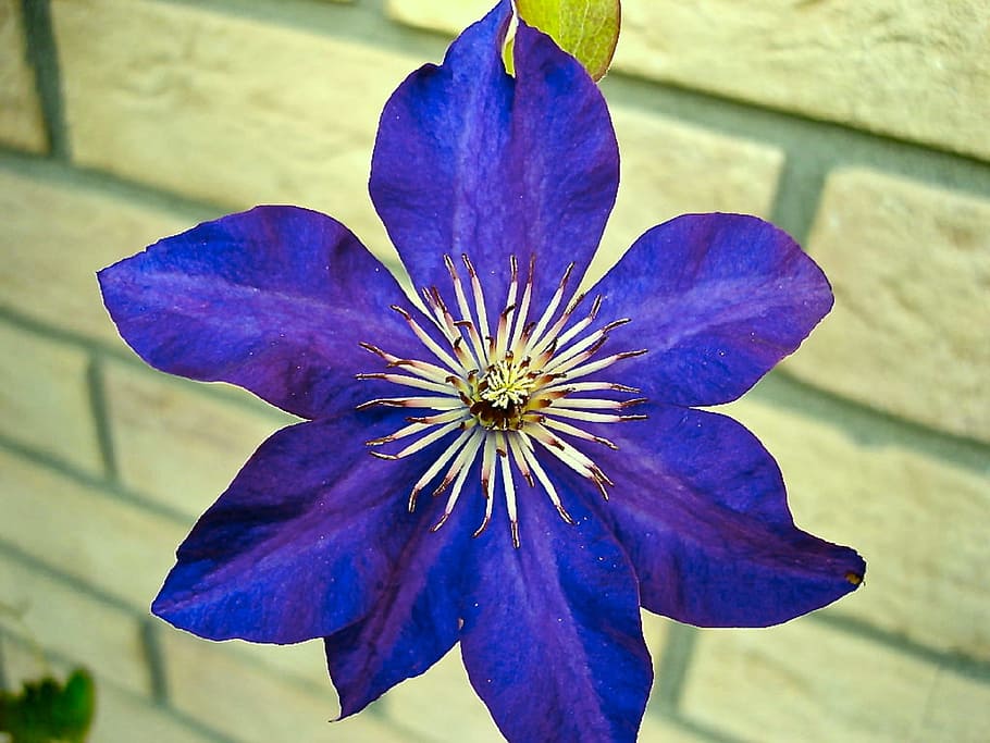 clematis, blue, fresh, flower, nature, fragrance, garden, blooming HD wallpaper