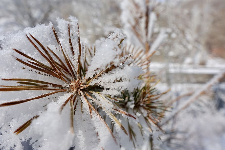 snow, closeup, cold temperature, winter, frozen, plant, nature HD wallpaper