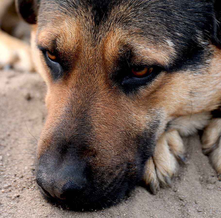 dog, animal, pet, one animal, canine, mammal, pets, animal themes HD wallpaper