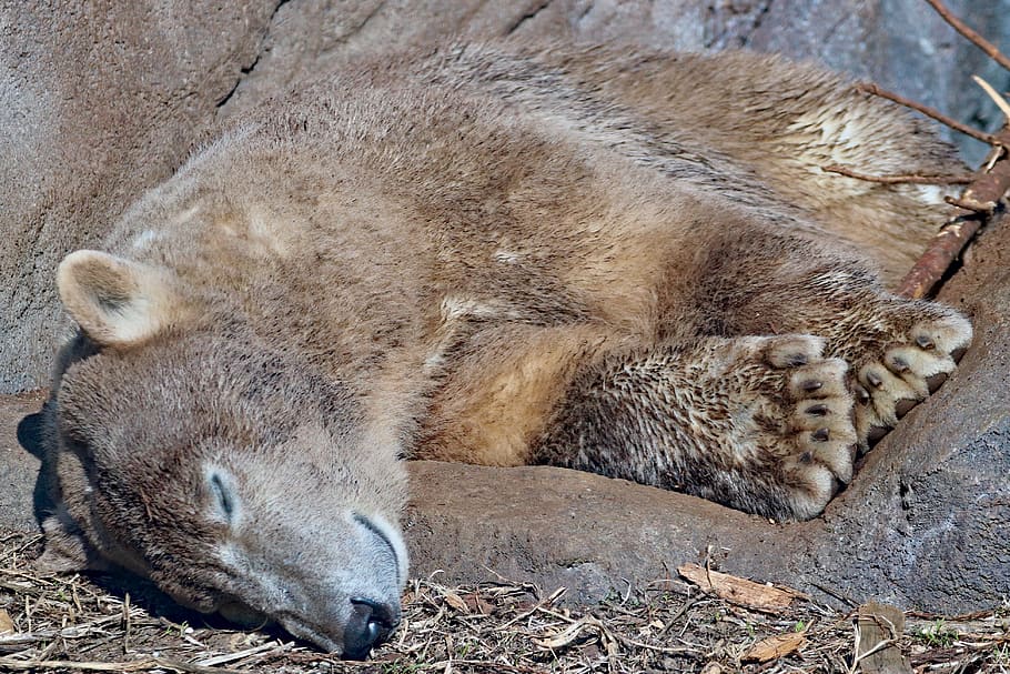 brown bear lying on ground, mammal, animal, wildlife, zoo schönbrunn HD wallpaper