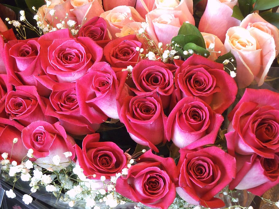rose, pink, bouquet, flower, plant, rose - flower, flowering plant HD wallpaper
