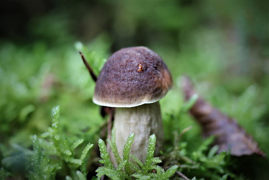 mushroom, forest, moss, nature, forest floor, food, autumn HD wallpaper