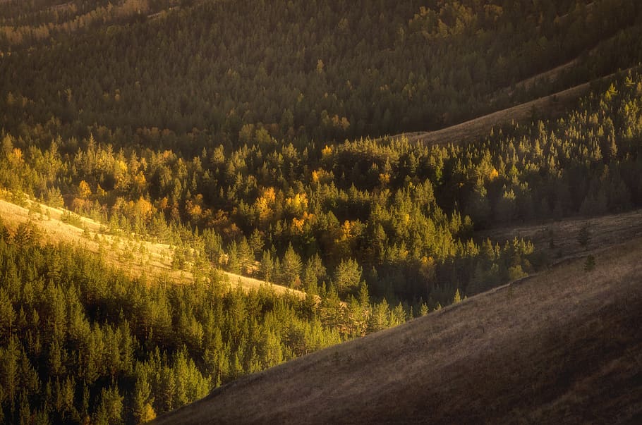 plant, tree, tranquility, land, scenics - nature, beauty in nature HD wallpaper