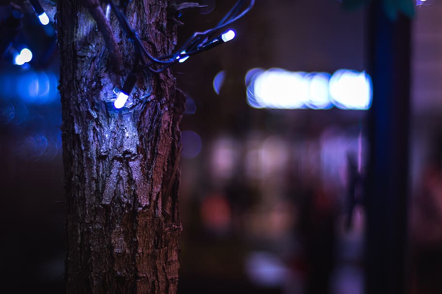 new zealand, auckland, bokeh, night, nature, ambiance, atmosphere