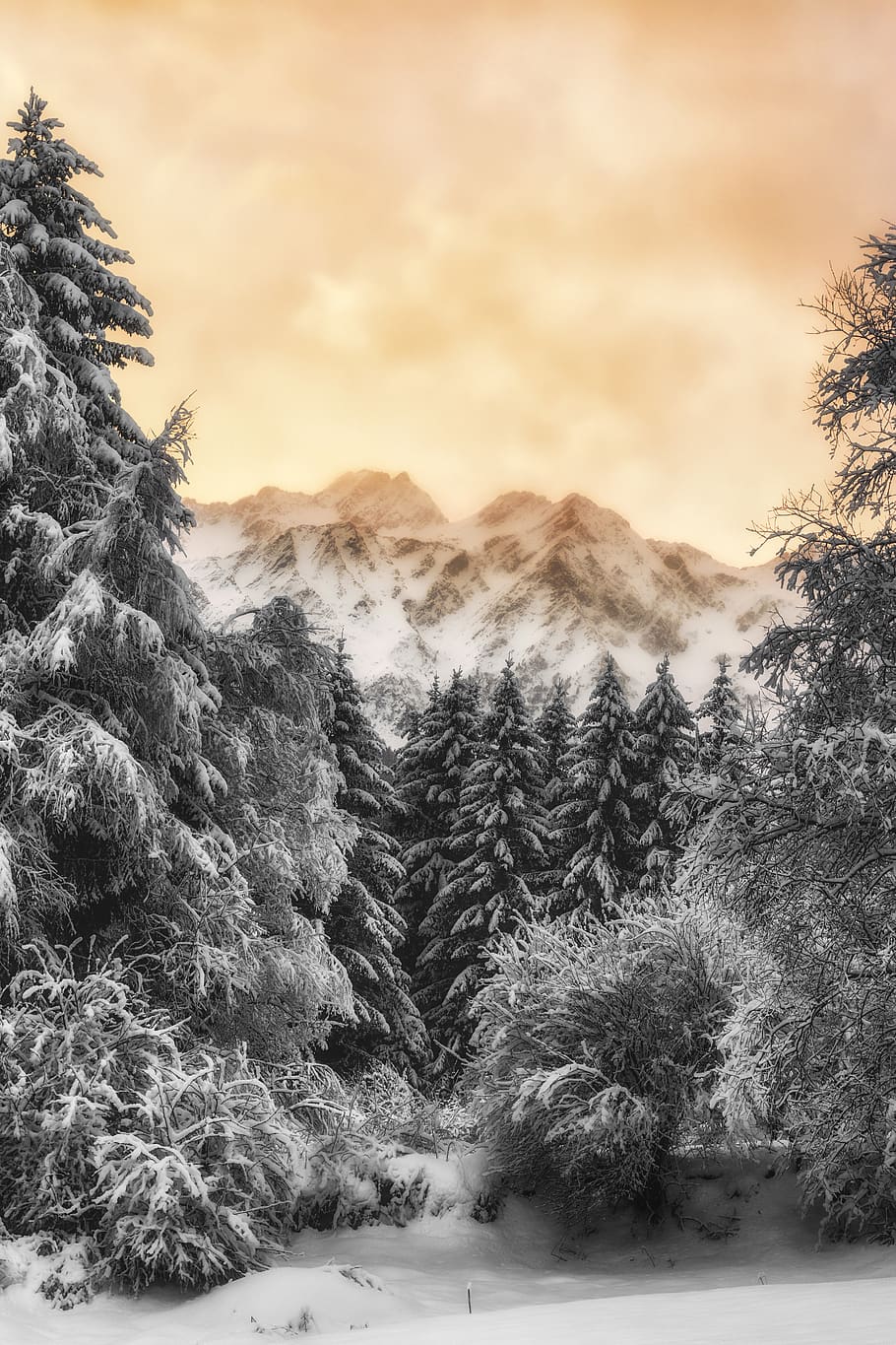 Trees And Mountain, cold, dawn, forest, nature, snow, sunrise HD wallpaper