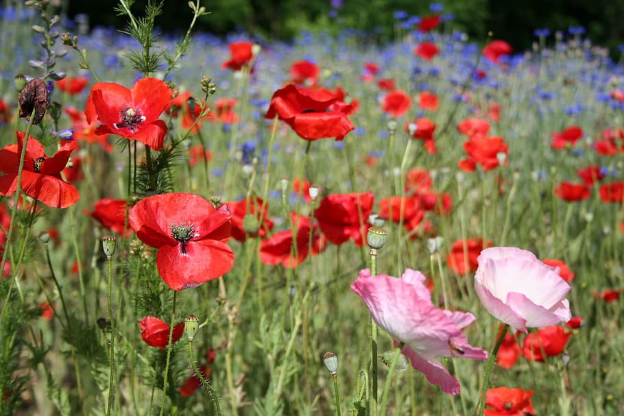 Poppies and other wild flowers in Spring, field, meadow, red, HD wallpaper