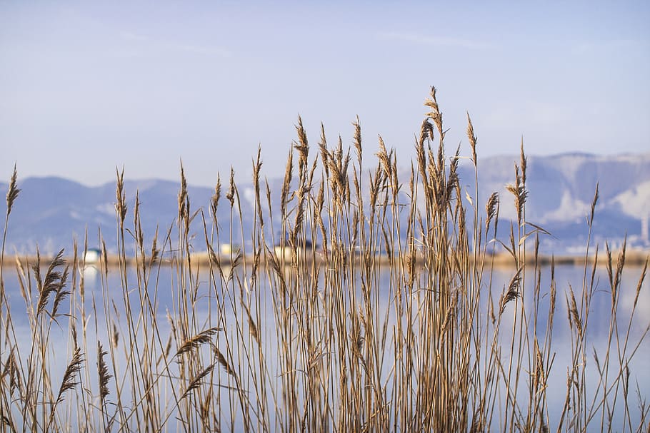 grass, bay, reeds, novorossiysk, nature, sea, mountains, russia, HD wallpaper