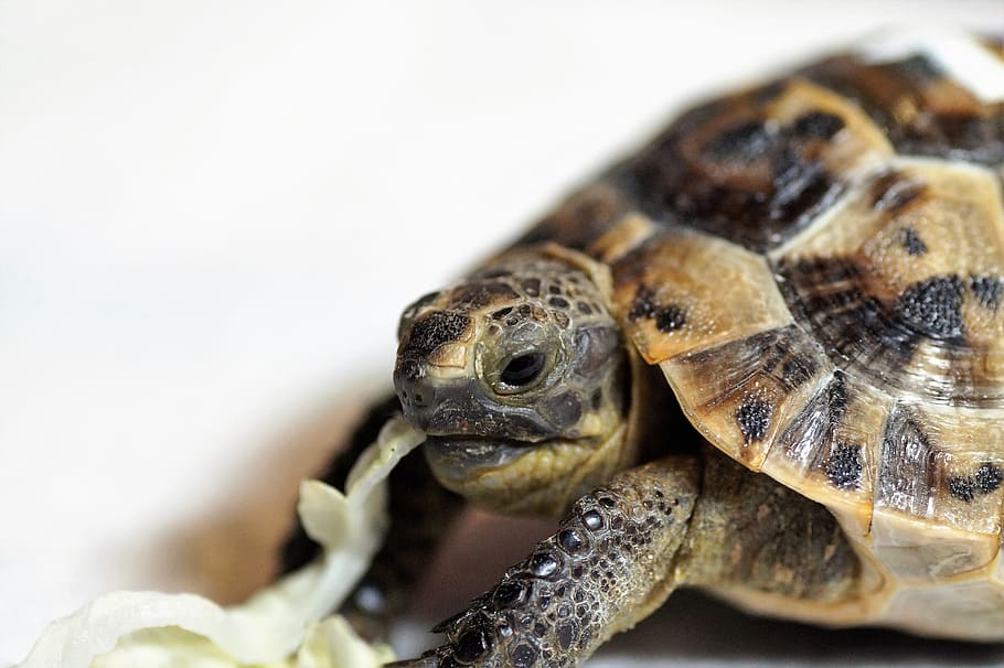 turtle, cub, reptile, terrestrial, greek, tan, tropical, shell HD wallpaper