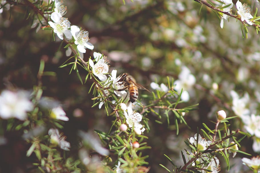 australia, vincentia, hive, nature, green, bee, leaves, branch, HD wallpaper