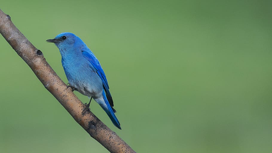 blue bird perched on branch, bluebird, animal, feather, wing, HD wallpaper