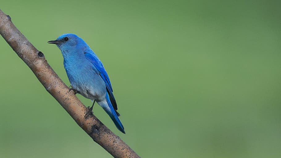 blue bird perched on branch, bluebird, animal, feather, wing HD wallpaper