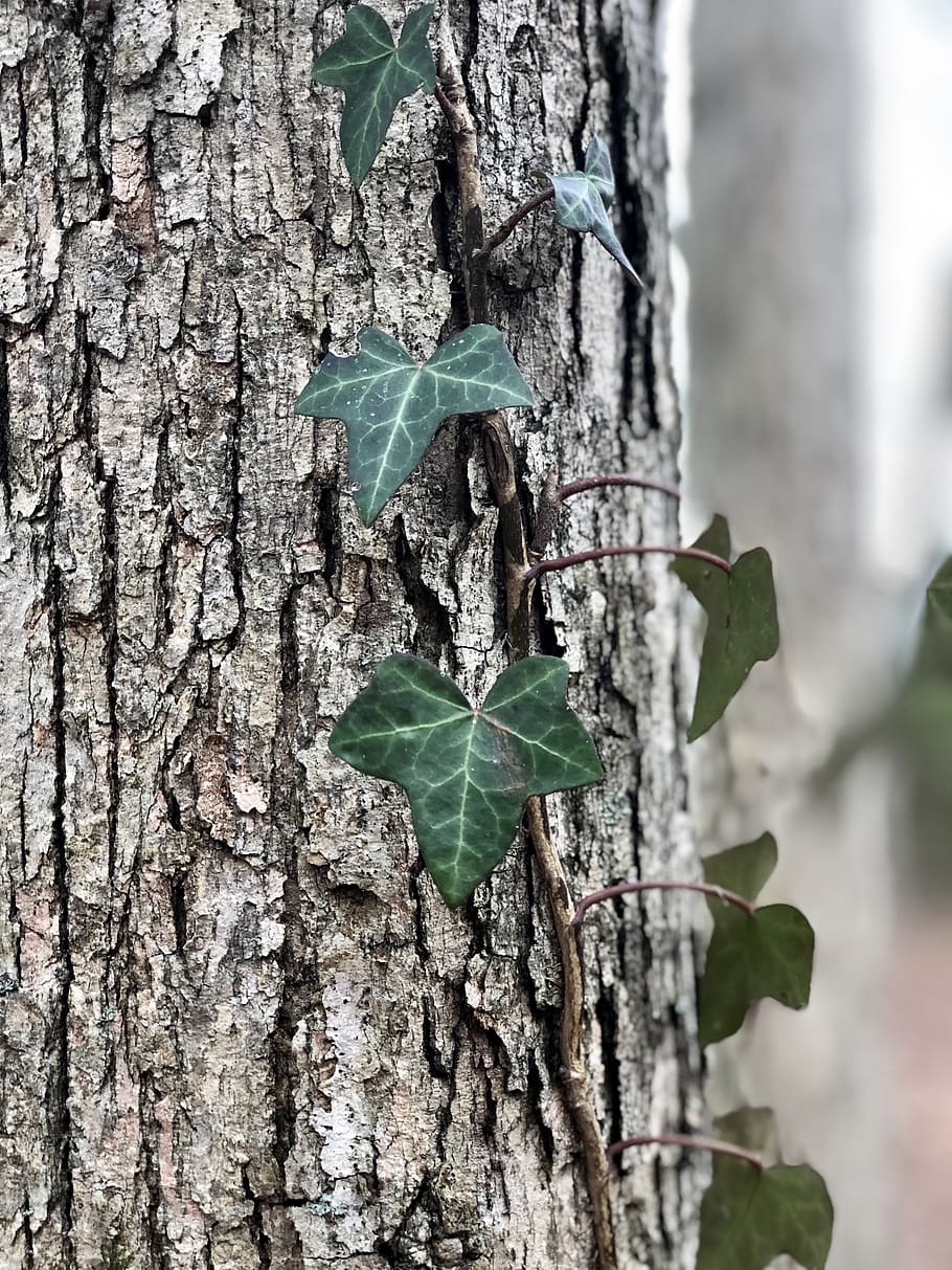 tree, plant, leaf, ivy, tree trunk, animal, bird, woods, maple HD wallpaper