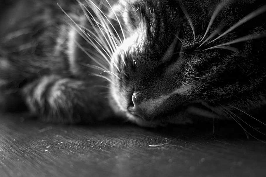 cat, kitten, sleep, sleeping, close up, pet, animal, house HD wallpaper