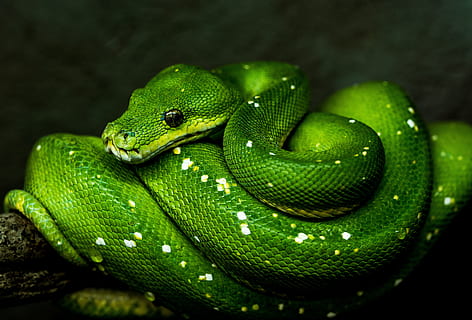 Hd Wallpaper: Green Pit Viper Selective Focus Photography, Snake 