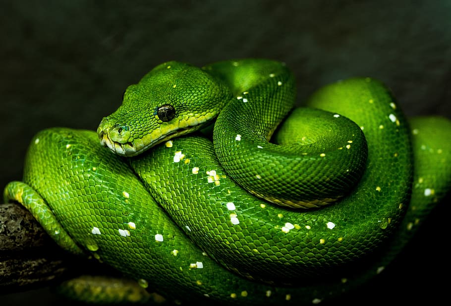 Green snake - Fantasy & Abstract Background Wallpapers on Desktop Nexus  (Image 2546849)