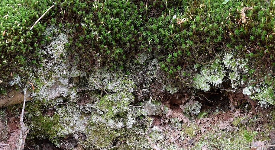 moss, forest area, bemoost, plant, fouling, stalked spore capsules HD wallpaper
