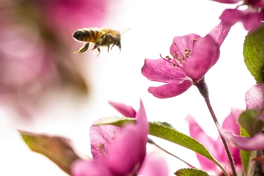 nature, bee, bumblebee, flight, flower, wings, apple tree, apple blossom HD wallpaper