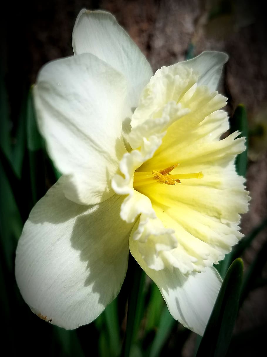 daffodil, spring, yellow, flower, bloom, perennial, blossom HD wallpaper