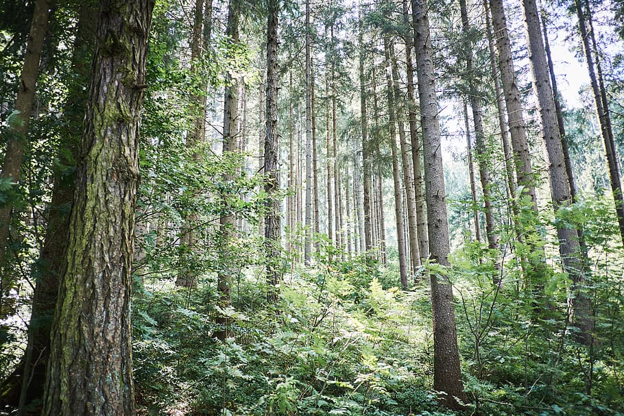 austria, packer stausee, green, nature, mood, moody, trees HD wallpaper