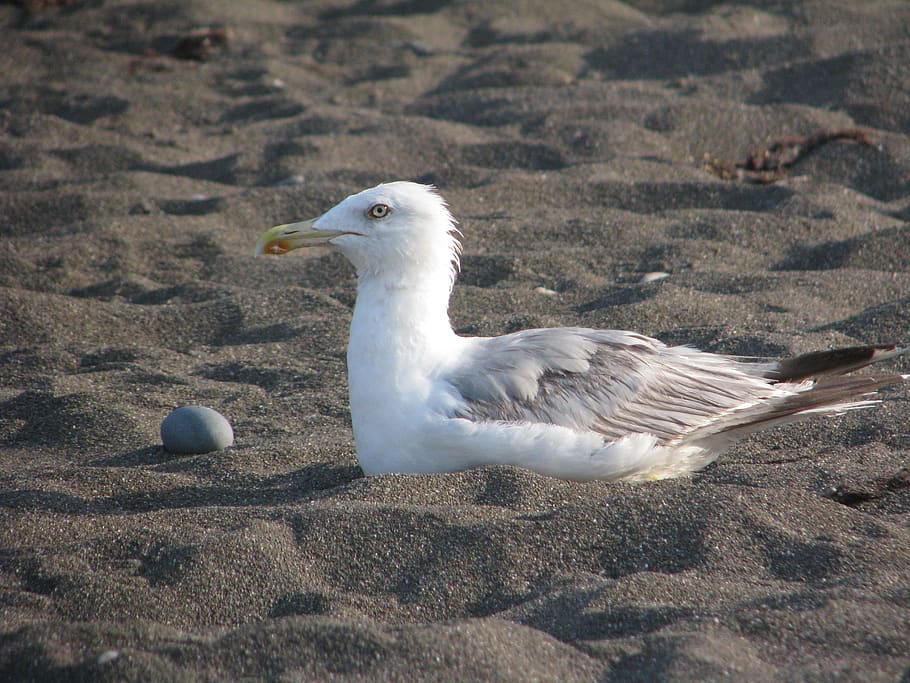 seagull, sand, beach, bird, coast, plumage, summer, animal themes HD wallpaper