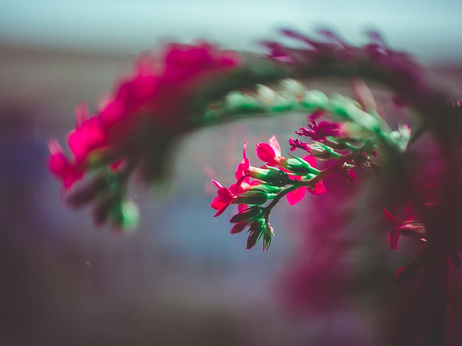 Selective Focus Photography Of Pink Flower, bloom, blossom, flora HD wallpaper