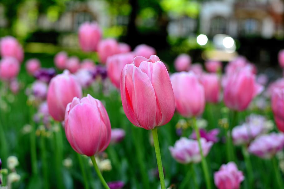 tulips, spring flowers, bloom, pink, frühlingsanfang, garden HD wallpaper