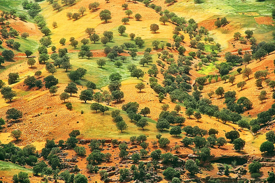 green trees, landscape, plant, scenics - nature, environment HD wallpaper