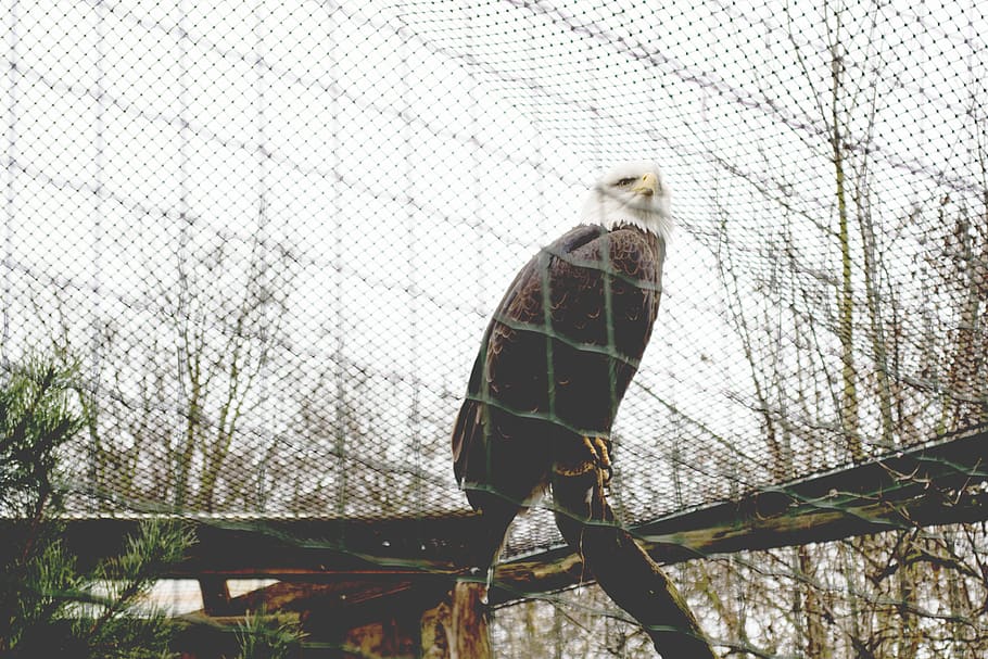eagle, bird, zoo, dom, cage, animal themes, animals in the wild HD wallpaper