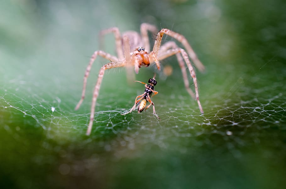 Pink and Orange Spider Near Black and Yellow Insect on a Spider Web during Daytime HD wallpaper