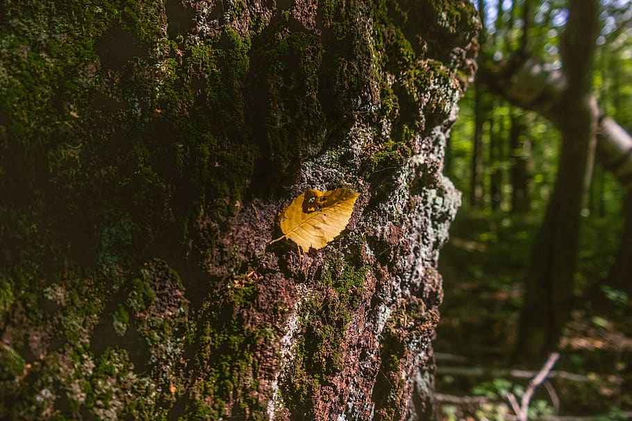 sheet, autumn, forest, nature, bark, tree, plant, tree trunk HD wallpaper