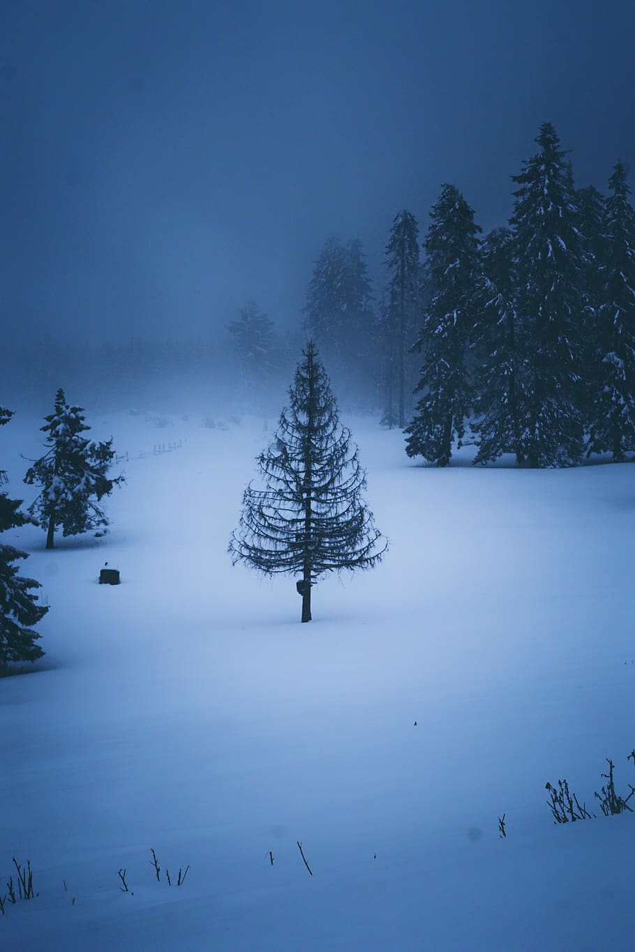 romania, leaota, forest, cold, winter, trees, mountains, snow HD wallpaper