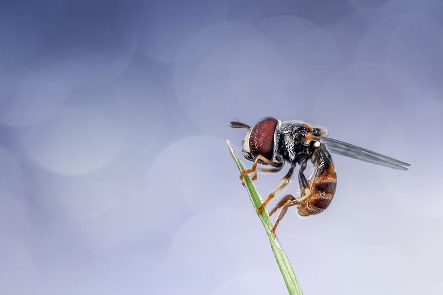 hover, fly, nature, wild, animal, insect, invertebrate, animal themes HD wallpaper