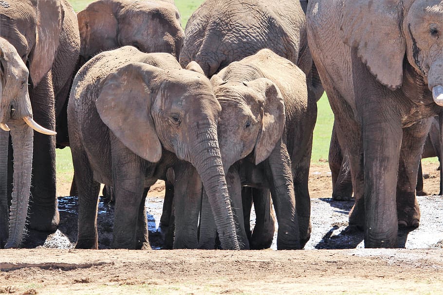 africa, south africa, national park, elephant, herd of elephants, HD wallpaper