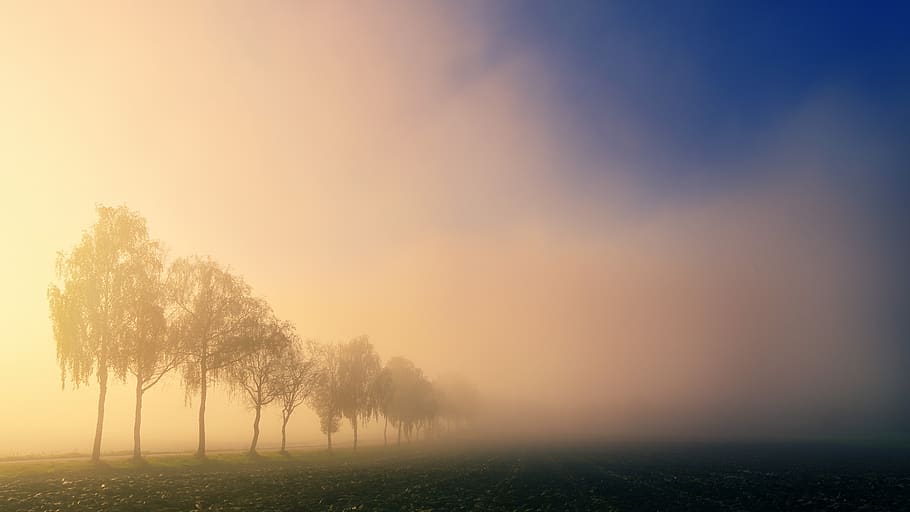 dawn, light, trees, fog, landscape, nature, field, meadow, arable HD wallpaper