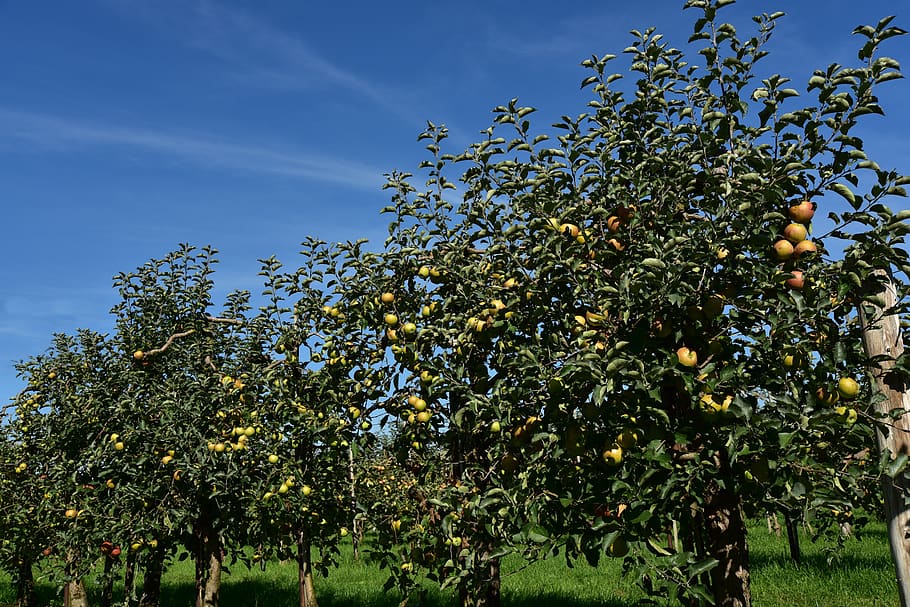 apple tree, fruit, ripe, kernobstgewaechs, apfelernte, branch HD wallpaper