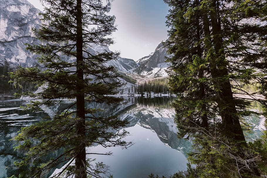 Green Tree Near Body of Water and Mountain Under White Skies HD wallpaper