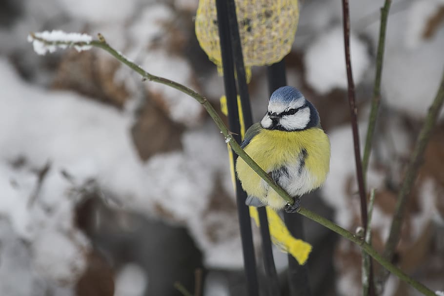 snow, winter, ave, cold, natural, nature, bird, animals, pen HD wallpaper